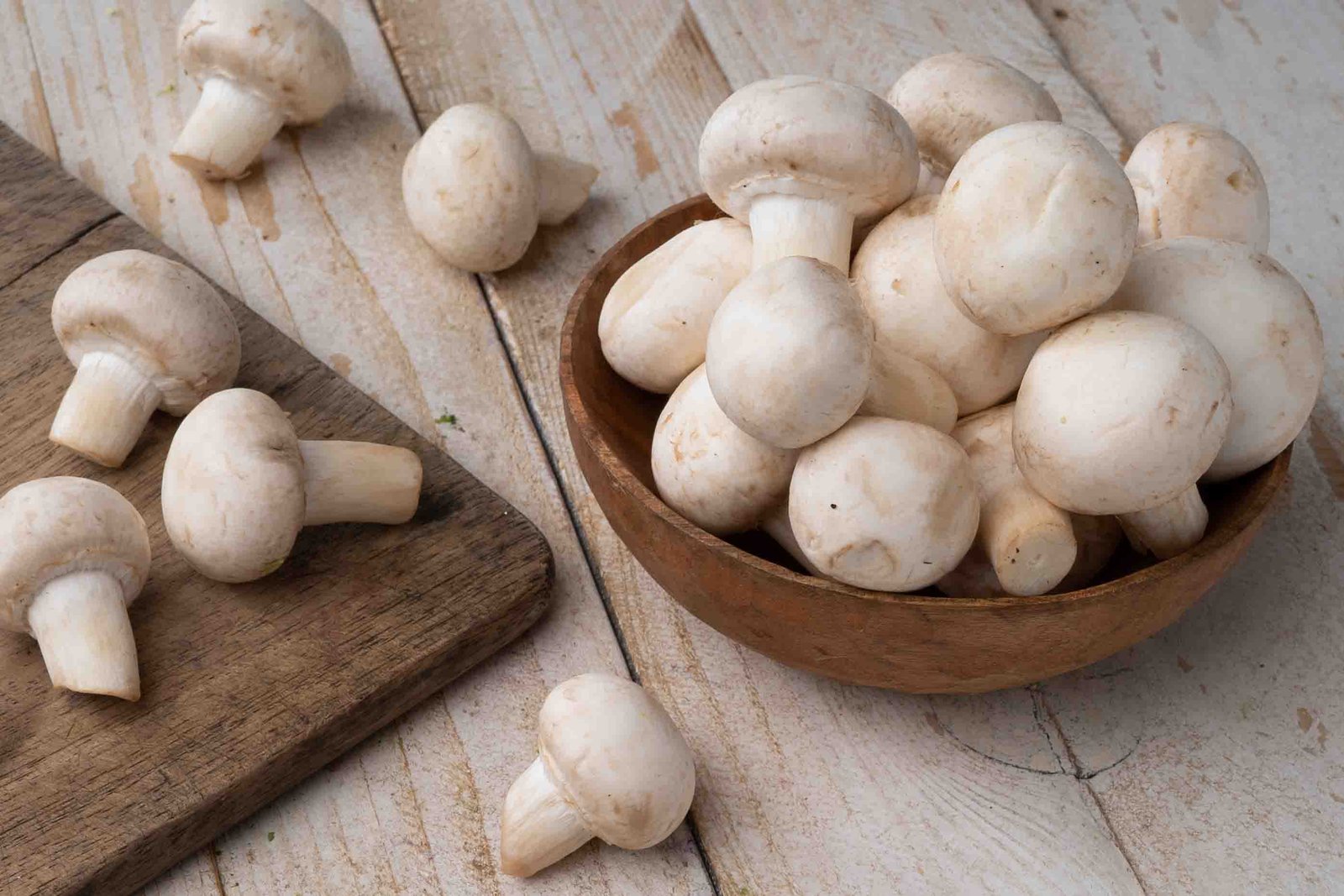 Mushroom Farming Guide