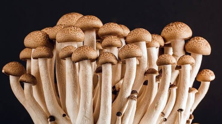 Mushroom Farm